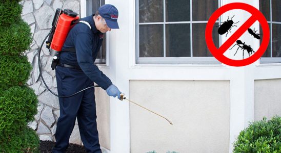 Fındıklı Kene İlaçlama böcek ilaçlama ve haşere kontrolü — ilaclama-tr.com